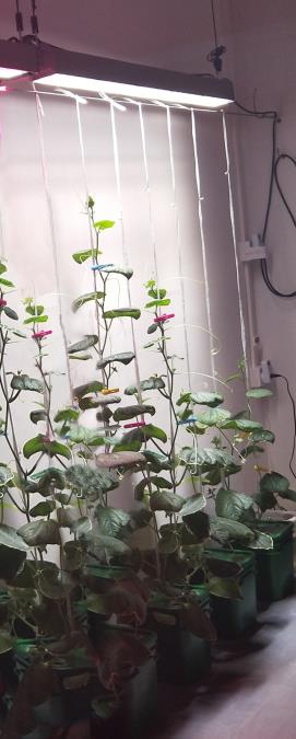 SunStream 250 Broad Spectrum LED Indoor Horticultural Fixture